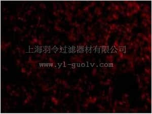 merck millipore,默克密理博,ABC844,Anti-IEX1 Antibody