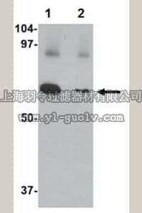 merck millipore,默克密理博,ABC846,Anti-Slc22A17 Antibody