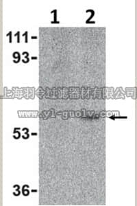 merck millipore,默克密理博,ABC848,Anti-Toso Antibody