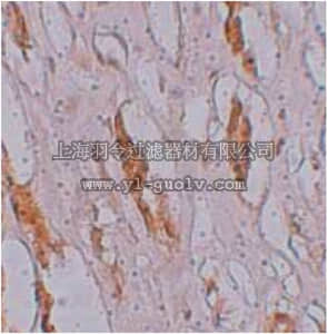 merck millipore,默克密理博,ABC849,Anti-ZIP-1 Antibody