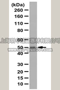 merck millipore,默克密理博,ABC84,Anti-ANGPTL6 Antibody