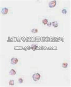 merck millipore,默克密理博,ABC850,Anti-CHORDC1 Antibody