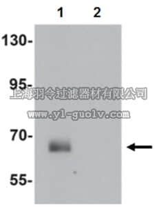 merck millipore,默克密理博,ABC853,Anti-SPATA18 Antibody