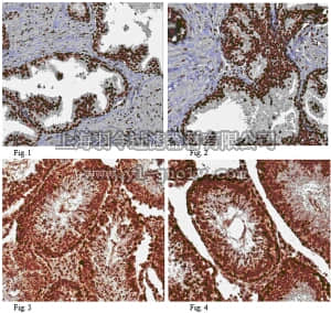 merck millipore,默克密理博,ABC88,Anti-FK506-binding protein-like (FKBPL) Antibody