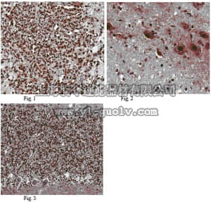 merck millipore,默克密理博,ABC91,Anti-HUNK Antibody