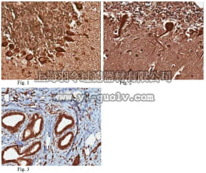 merck millipore,默克密理博,ABC95,Anti-Praf2 (JM4) Antibody