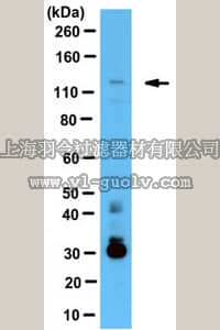 merck millipore,默克密理博,ABC961,Anti-OFD1 Antibody