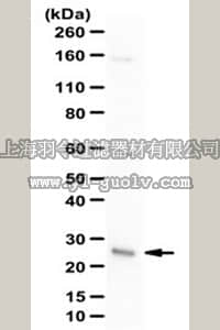 merck millipore,默克密理博,ABC96,Anti-SDF-1 Antibody