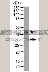 merck millipore,默克密理博,ABC97,Anti-Birc7/LIVIN Antibody