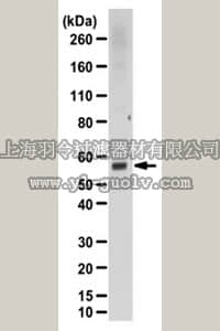 merck millipore,默克密理博,ABC98,Anti-PRUNE Antibody
