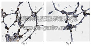 merck millipore,默克密理博,ABC99,Anti-SFTPC Antibody