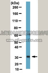 merck millipore,默克密理博,ABD10,Anti-MSX1 (Msh homeobox 1-like protein) Antibody