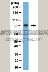 merck millipore,默克密理博,ABD122,Anti-Dishevelled Antibody