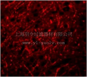 merck millipore,默克密理博,ABD130,Anti-PRDM16 Antibody