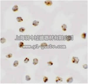 merck millipore,默克密理博,ABD134,Anti-BMP Antibody15