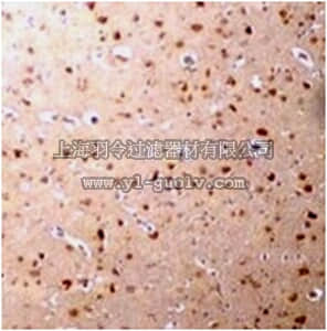 merck millipore,默克密理博,ABD135,Anti-NANOS3 Antibody