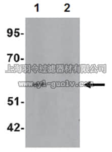 merck millipore,默克密理博,ABD137,Anti-ESRRB Antibody