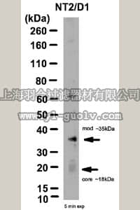 merck millipore,默克密理博,ABD13,Anti-Cripto-1 Antibody