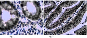 merck millipore,默克密理博,ABD15,Anti-Goosecoid (GSC) Antibody