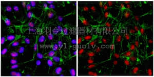 merck millipore,默克密理博,ABD16,Anti-IKAROS Antibody