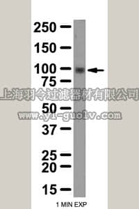 merck millipore,默克密理博,ABD17,Anti-LGR5 (GPR49) Antibody