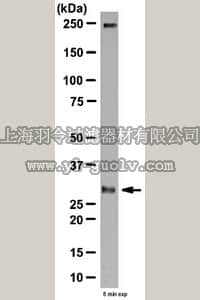 merck millipore,默克密理博,ABD19,Anti-Myf-5 Antibody
