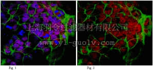 merck millipore,默克密理博,ABD23,Anti-SALL4 (Sal-like protein 4) Antibody
