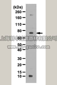 merck millipore,默克密理博,ABD26,Anti-SLAM (CD150) Antibody