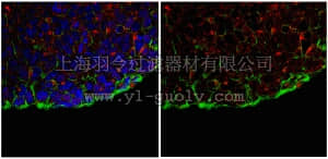 merck millipore,默克密理博,ABD27,Anti-Podocalyxin-like protein 1 Antibody