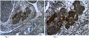 merck millipore,默克密理博,ABD28,Anti-Rfx6 Antibody