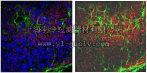 merck millipore,默克密理博,ABD32,Anti-B-myb Antibody