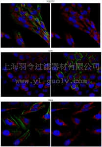 merck millipore,默克密理博,ABD37,Anti-REM 2 (GTP-binding protein) Antibody