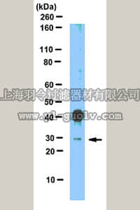 merck millipore,默克密理博,ABD38,Anti-SNAI1 (Snail homolog 1) Antibody