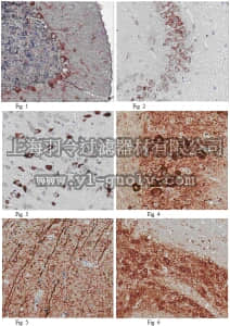 merck millipore,默克密理博,ABD43,Anti-Apelin receptor Antibody