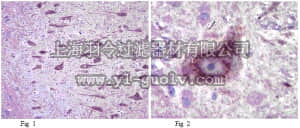 merck millipore,默克密理博,ABD48,Anti-STMN2 Antibody