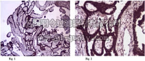 merck millipore,默克密理博,ABD49,Anti-Pw1/Peg3 Antibody