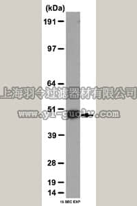merck millipore,默克密理博,ABD50,Anti-BMPR-1B Antibody