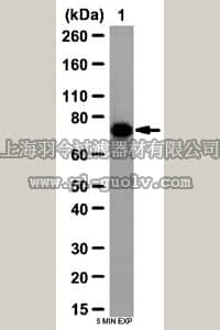 merck millipore,默克密理博,ABD51,Anti-BMPR-1A Antibody