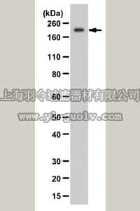 merck millipore,默克密理博,ABD53,Anti-ZEB1 Antibody