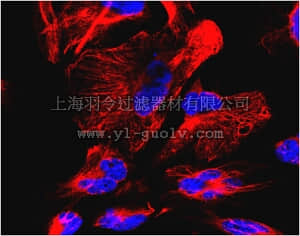 merck millipore,默克密理博,ABD69,Anti-Nestin, Human Antibody