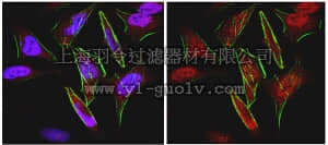 merck millipore,默克密理博,ABD71,Anti-FOXC1 Antibody