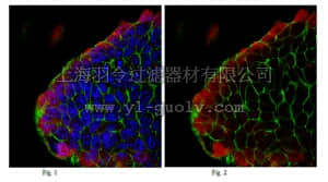 merck millipore,默克密理博,ABD73,Anti-Lefty Antibody