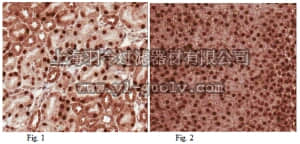 merck millipore,默克密理博,ABD74,Anti-HCFC1 Antibody