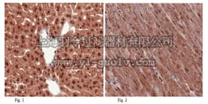 merck millipore,默克密理博,ABD75,Anti-THAP11 (Ronin) Antibody