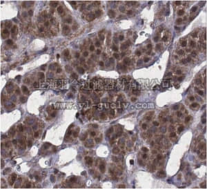merck millipore,默克密理博,ABD77,Anti-Dax1 Antibody