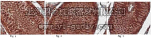 merck millipore,默克密理博,ABD78,Anti-Dnmt3l Antibody