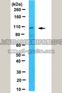 merck millipore,默克密理博,ABD85,Anti-PAX3/7BP Antibody
