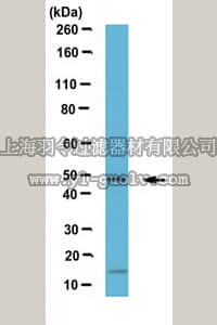 merck millipore,默克密理博,ABE1013,Anti-ALKBH5 Antibody