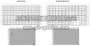 merck millipore,默克密理博,ABE101,Anti-monomethyl-Histone H3 (Lys9) Antibody
