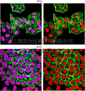 merck millipore,默克密理博,ABE101-S,Anti-monomethyl-Histone H3 (Lys9) Antibody, Trial Size